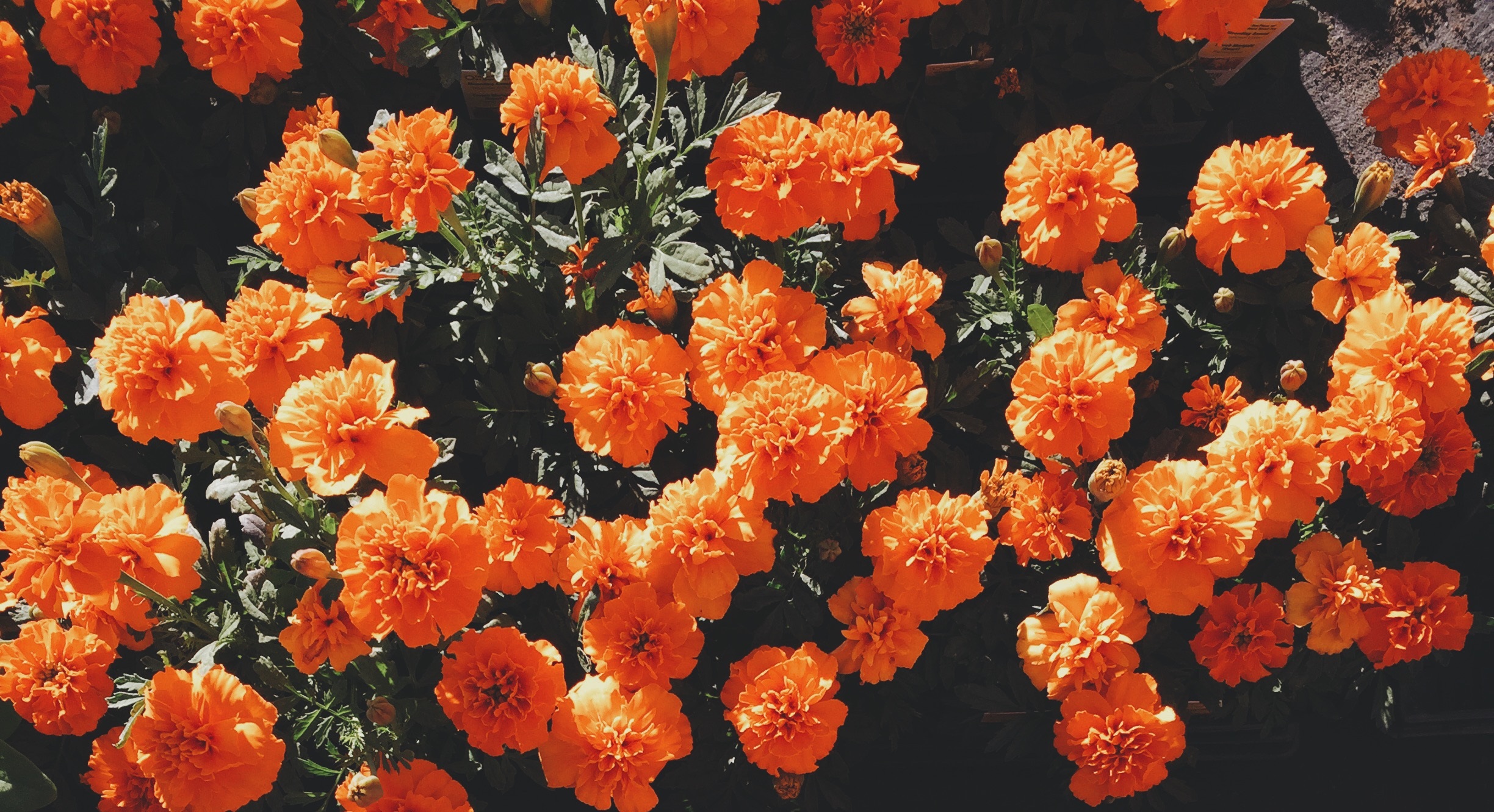 koningsdag oranje bloemen