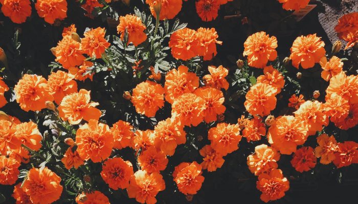 koningsdag oranje bloemen